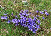 58 Gentiana verna (Genziana primaticcia)